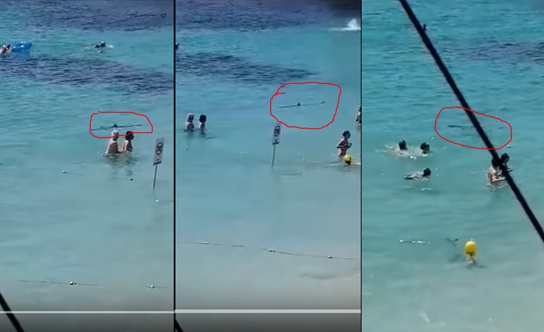Ozlijeđeni morski pas izazvao paniku u popularnom turističkom odredištu, ubili su ga