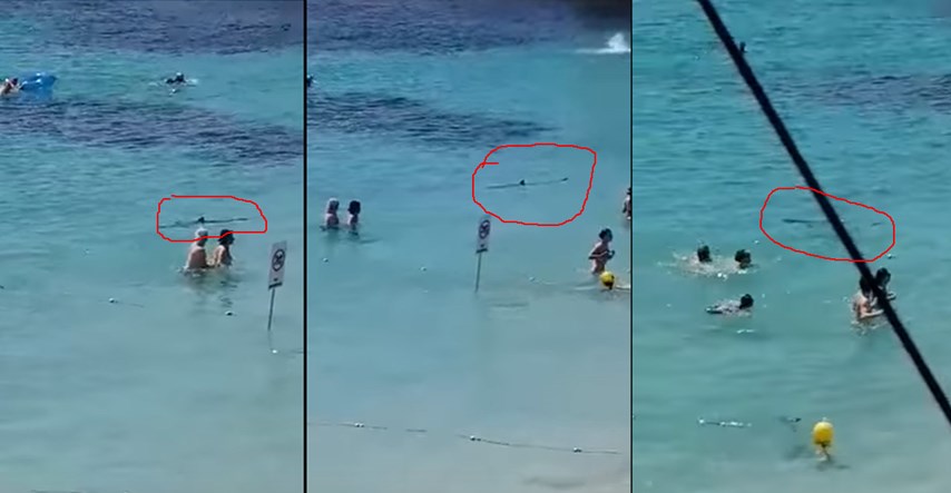 Ozlijeđeni morski pas izazvao paniku u popularnom turističkom odredištu, ubili su ga