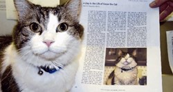 VIDEO Upoznajte Oscara, posebnog mačka koji može "namirisati smrt"
