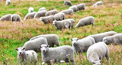 Srpskog pastira pretukli, vezali pa mu ukrali 10 ovaca: "Možda su se željeli počastiti za Uskrs"