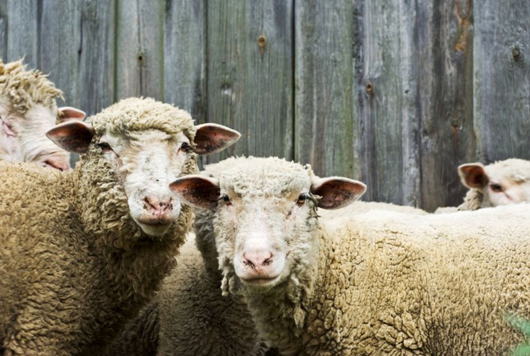 Kažu da su ovce glupe, no jedna studija upravo je pokazala za što su zapravo sposobne