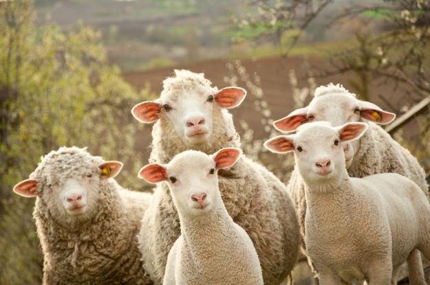 Ukrali ovcu s farme u Ludbregu i odvezli je na biciklu, poslije se vratili po još četiri