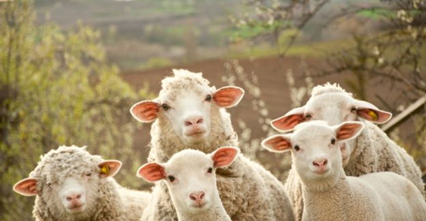 Svi koji imaju goveda, ovce i koze moraju ih cijepiti protiv bolesti plavog jezika
