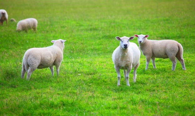 Lopovi krali ovce na području Karlovca