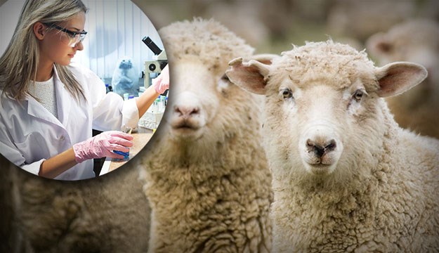 Zdravi k´o dren: Pogledajte kako žive "braća" klonirane ovce Dolly