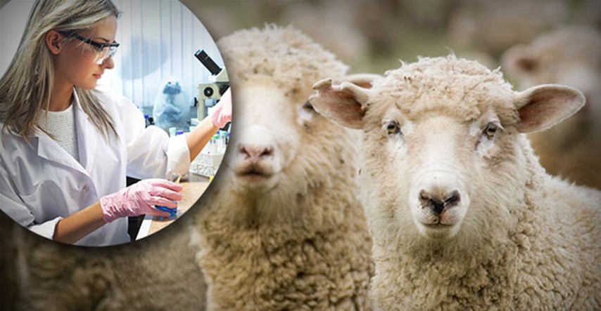 Zdravi k´o dren: Pogledajte kako žive "braća" klonirane ovce Dolly