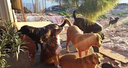 Englezi za pseći azil Dubrovniku nude 100 tisuća eura! Imaju samo jedan uvjet...