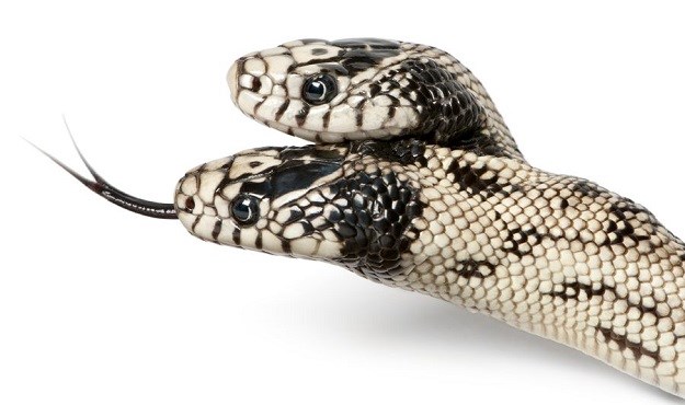 Zanimljivosti o zmijama s dvije glave