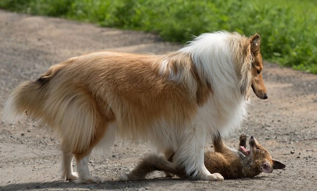 Pas i mačka usvojili lisicu čija je majka tragično stradala u prometnoj nesreći