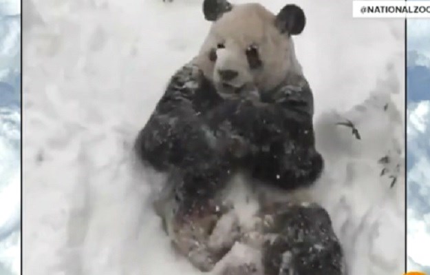 Ajme koja uživancija: Pogledajte kako panda gušta u snijegu