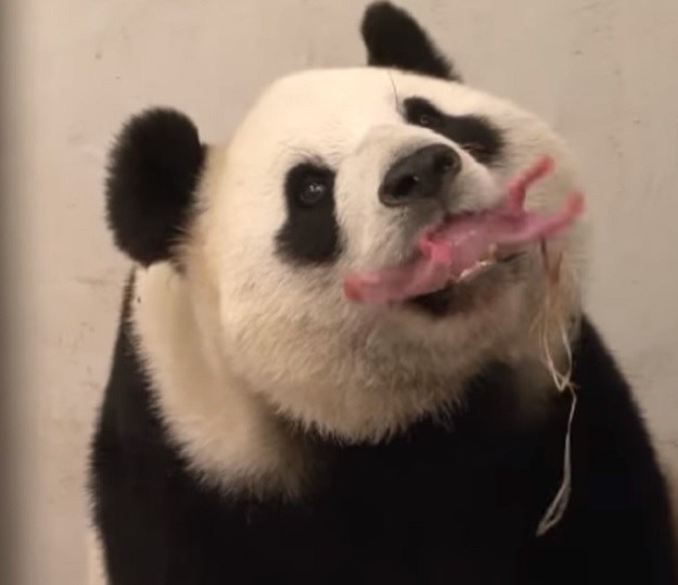Čudo u Belgiji: Što to panda drži u ustima? Ružičastu kobasicu ili?