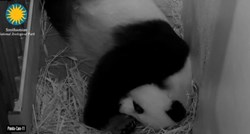 Neočekivana dupla sreća: Dvije bebe divovske pande došle na svijet u zoou