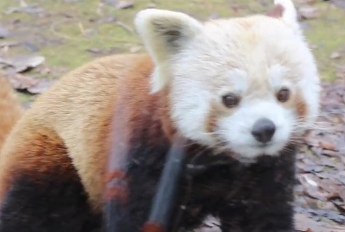 VIDEO Ovaj par crvenih pandi iz zagrebačkog ZOO-a nešto je najslađe što ćete vidjeti danas