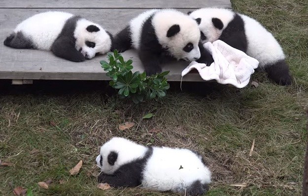 Velika panda više nije ugrožena vrsta, ali na korak do istrebljenja jedna je druga životinja