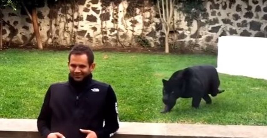VIDEO Pogledajte što se dogodilo kad je ova crna pantera skočila na čovjeka