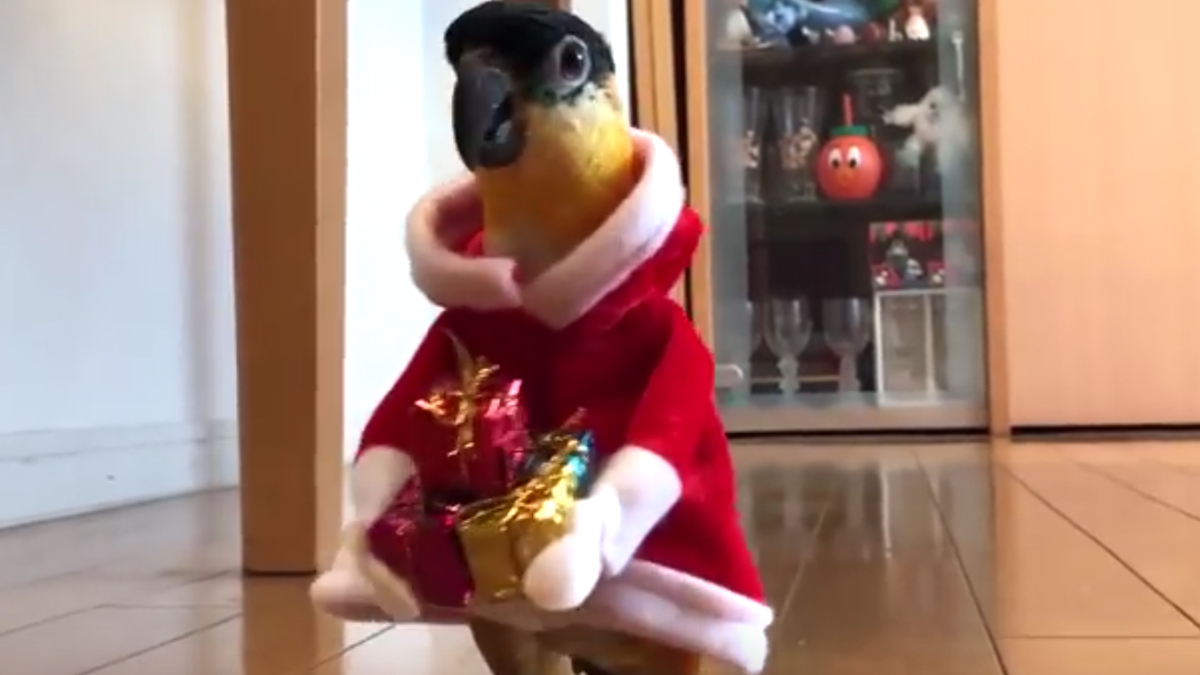 VIDEO Ovi ljubimci stvarno uživaju u darovima
