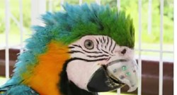 Jedina na svijetu papiga Gigi ima isprintani 3D kljun!
