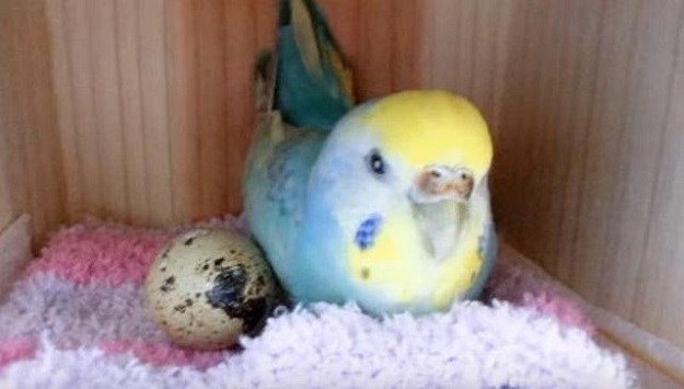 Papigi podvalila  jaje iz supermarketa: Dogodilo se nešto ´neočekivano´