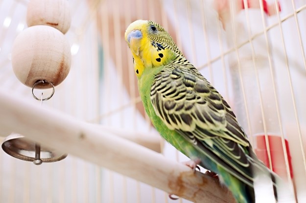 Kako se slažu papige s ostalim kućnim ljubimcima?