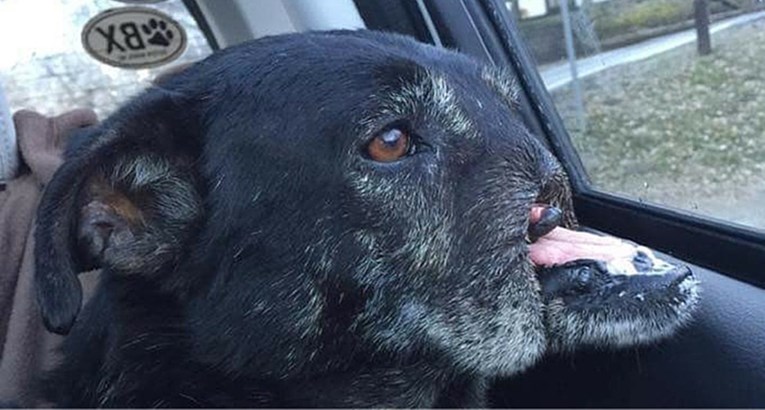 Pas bez njuške koji se godinama krio ispod automobila konačno ima normalan život