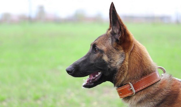 LOVAC NA DILERE Američka  policija zaposlila psa iz Hrvatske!