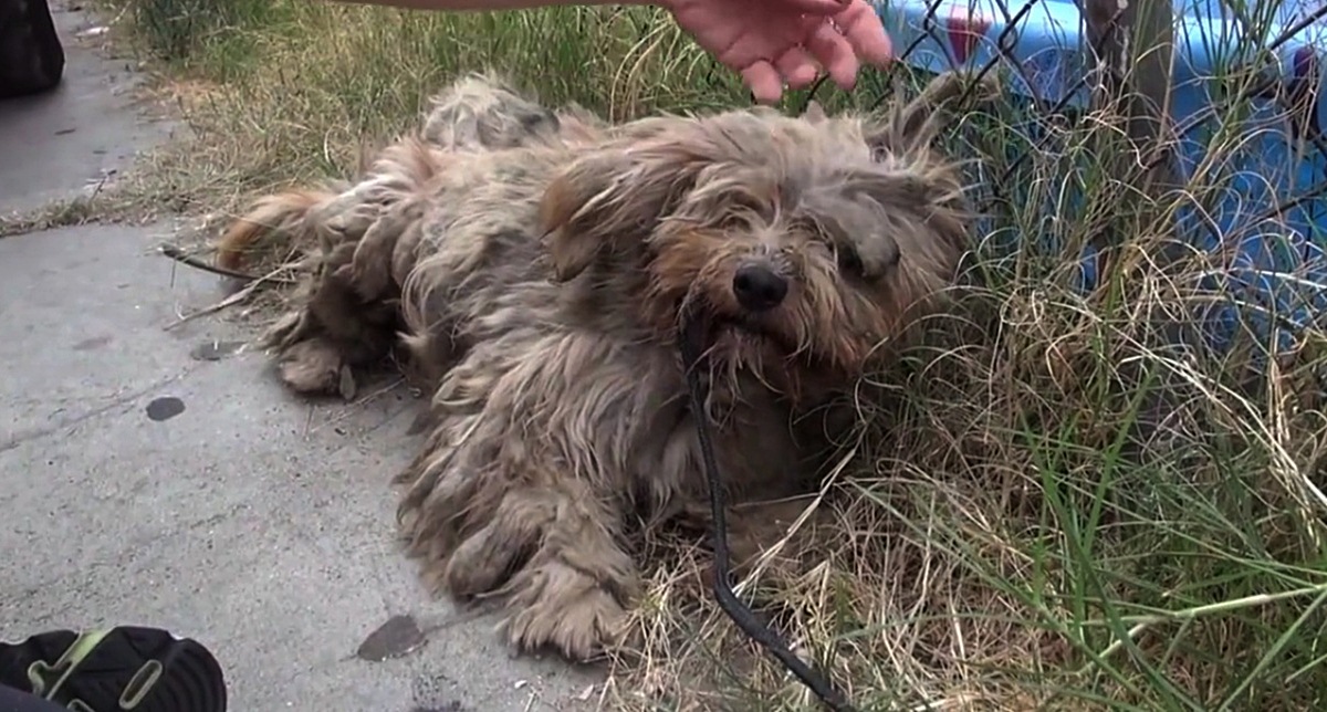 Cijeli život je proveo sam na ulici, bojao se ljudi, a onda mu se život skroz promijenio