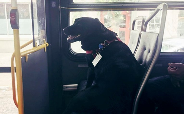 Ovaj pas se svaki dan vozi busom do parka, i to potpuno sam!