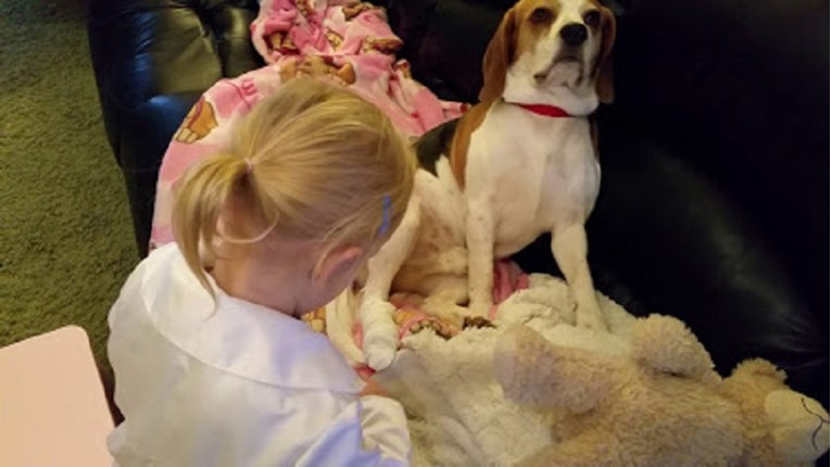 VIDEO Bravo za malu "veterinarku": Djevojčica pomogla ozlijeđenom psu!