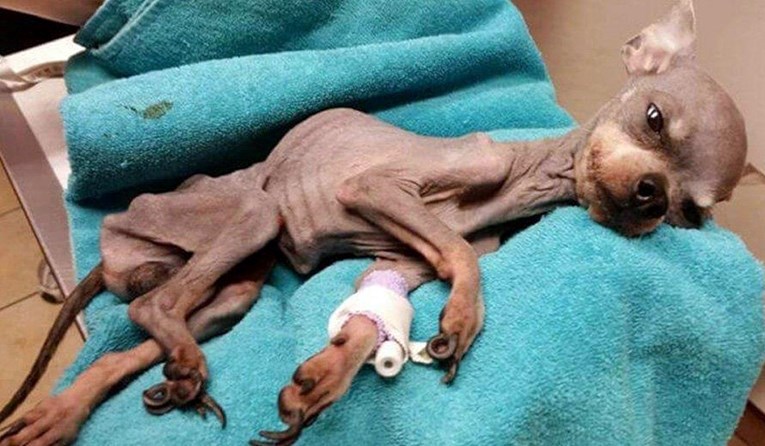 Pas uginuo od gladi nakon što ga je bolesni vlasnik zaboravio hraniti
