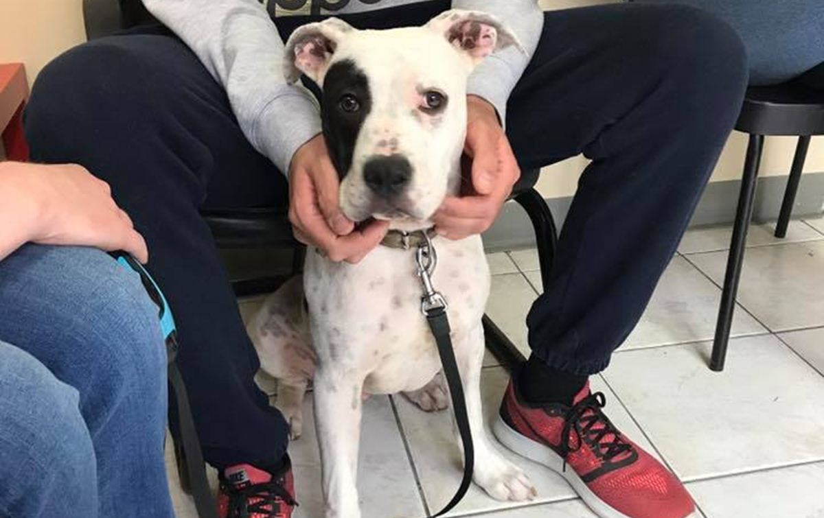 Pas Diego će vam dati svoju šapu i puno ljubavi ako ga udomite