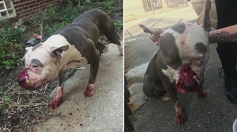 Žena otjerala muškarca koji je nemilice tukao psa pa kod veterinara otkrila tužnu istinu