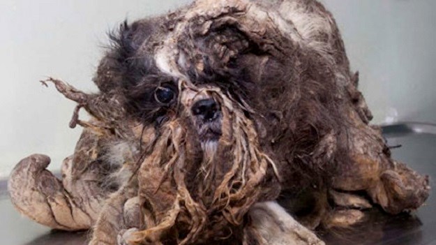 Da čovjek ne povjeruje: Pogledajte kako ovaj pas izgleda nakon šišanja!