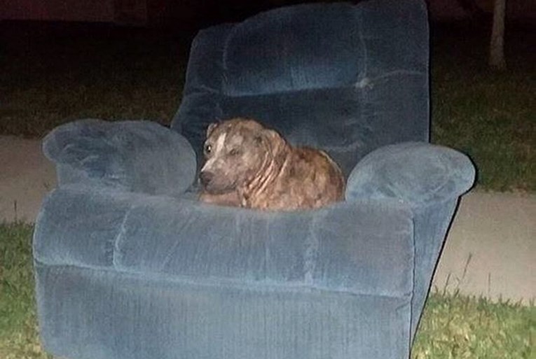 Napušteni pas s tužnom životnom pričom živio na staroj fotelji i čekao da ga netko spasi
