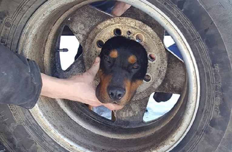 Veterinar mu nije mogao pomoći: Pogledajte što se dogodilo jadnom psu!