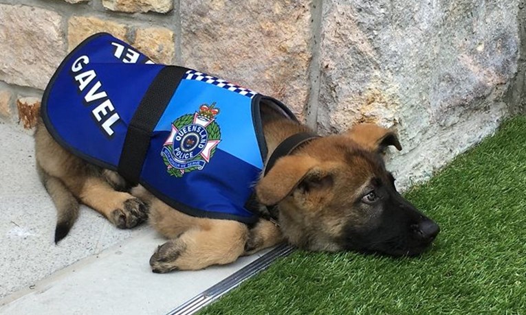 Policijski pas dobio otkaz jer je bio preblag, no kasnije je dobio još bolji posao!