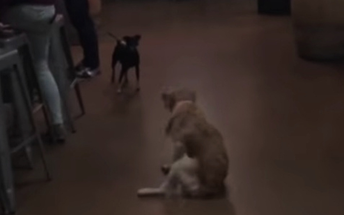 VIDEO Hendikepirani pas otpuzao do drugog kako bi se igrao s njim