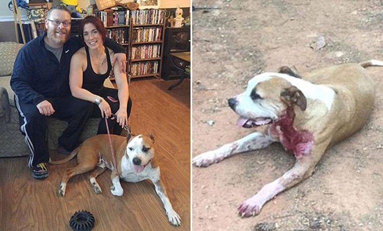 Pas ugledao muškarca koji je htio nožem napasti ženu pa riskirao vlastiti život kako bi je spasio