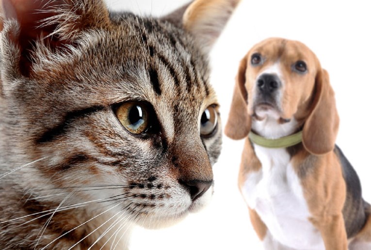 REZULTATI ISTRAŽIVANJA Tko je inteligentniji - psi ili mačke?