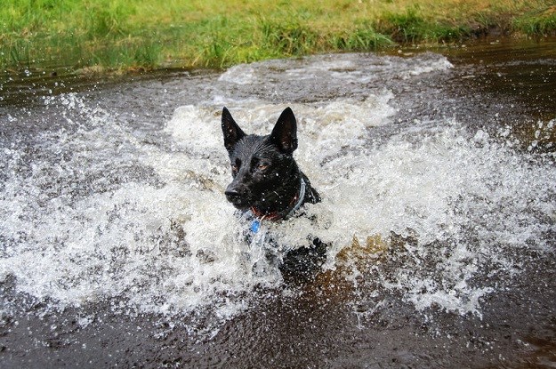Utopio se pokušavajući spasiti psa iz ledom okovanog  jezera!