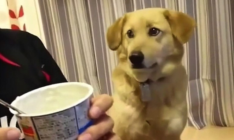Sramežljivi pas koji je htio jesti vlasnikov jogurt nasmijat će vas svojom reakcijom