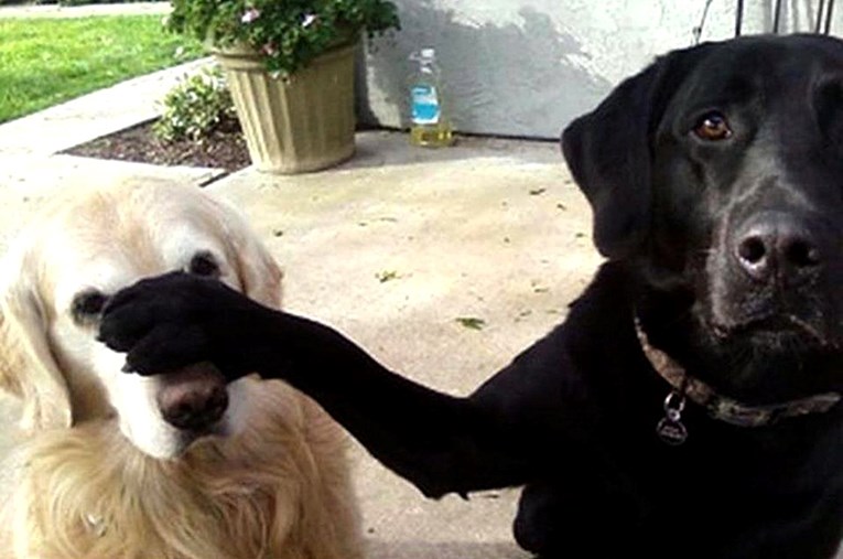 Pas pokušava komunicirati s vama: Ovih devet stvari radi namjerno, evo što znače!