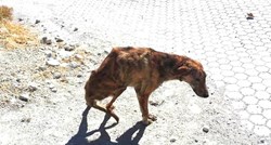 Žena na godišnjem odmoru spasila psa sa slomljenom kralježnicom i odnijela ga kući sa sobom