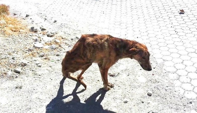 Žena na godišnjem odmoru spasila psa sa slomljenom kralježnicom i odnijela ga kući sa sobom