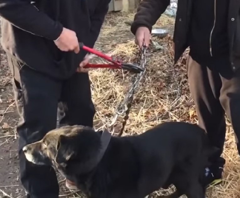SVAKA ČAST Pogledajte oslobađanje psa koji je 15 godina živio na lancu
