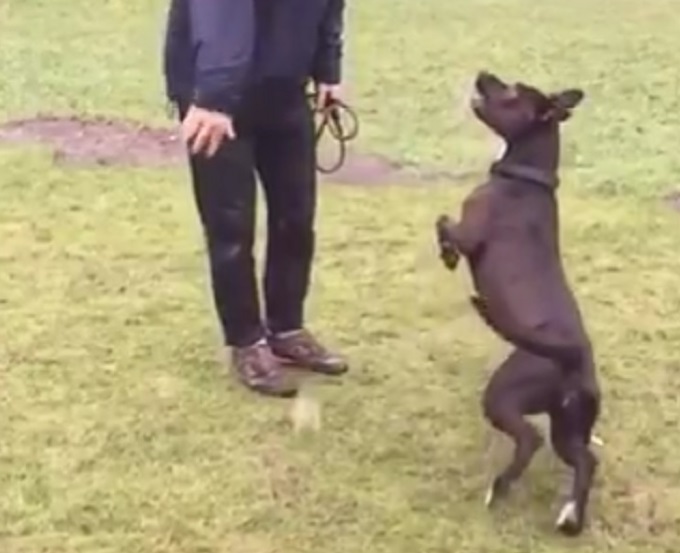 VIDEO Je li ovo najgori pas - hvatač loptica? Ipak, zaslužio je 5 iz zalaganja