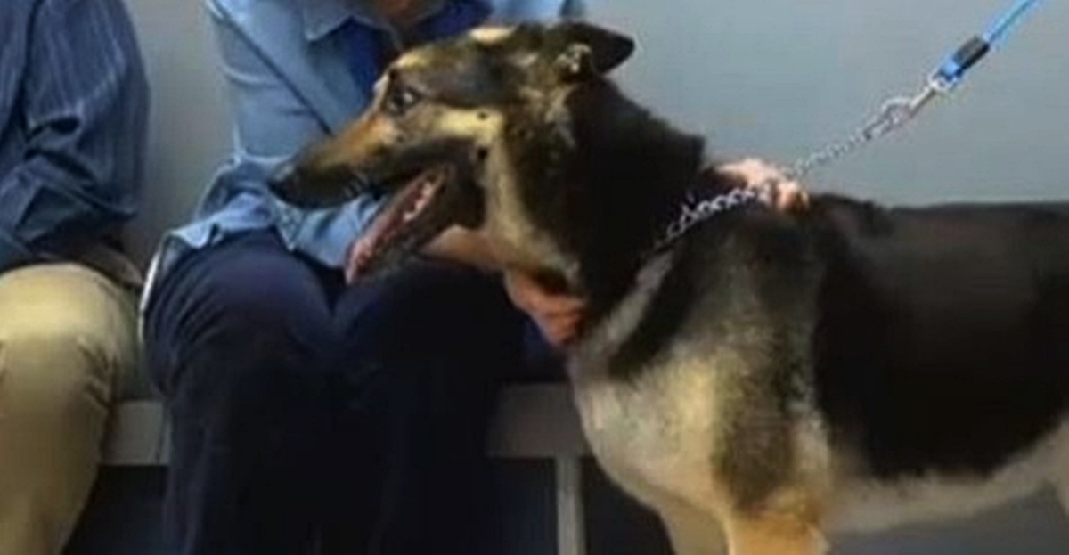 Pas se nakon četiri godine pojavio pred kućom u kojoj je živio