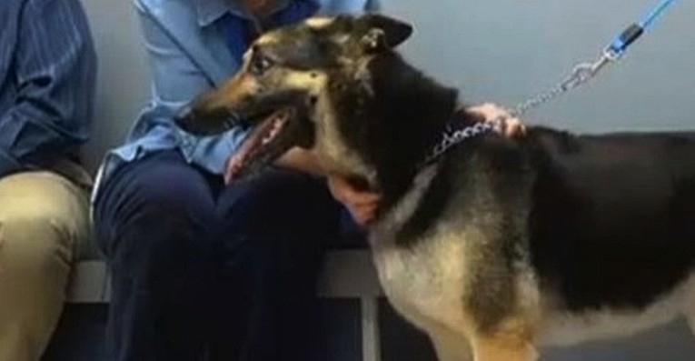 Pas se nakon četiri godine pojavio pred kućom u kojoj je živio