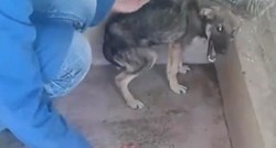 VIDEO Ovo je bio trenutak kada je mučeni pas shvatio da mu jedno ljudsko biće želi pružiti ljubav