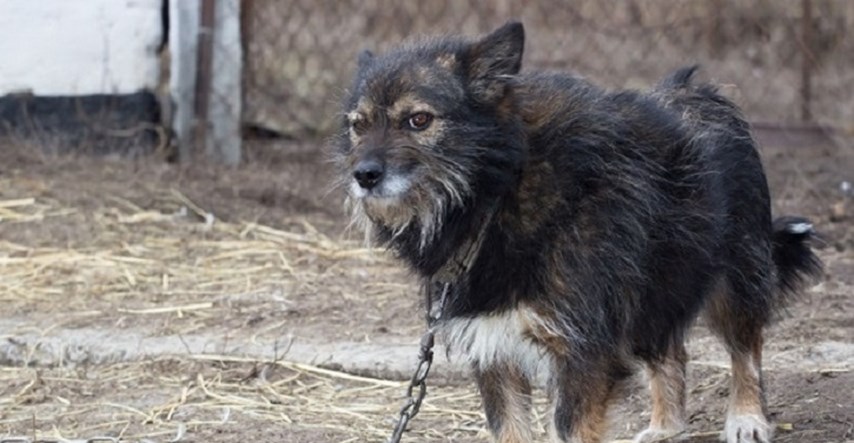 Lijepa vijest iz grada na Dravi: Osijek zabranjuje držanje pasa na lancu