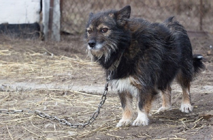 Lijepa vijest iz grada na Dravi: Osijek zabranjuje držanje pasa na lancu